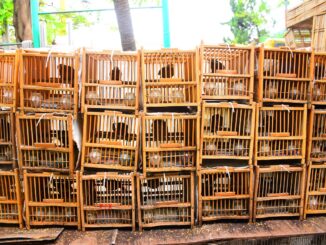 Negozi di ornitologia online: i migliori prodotti che offrono