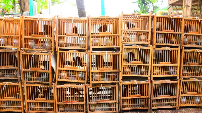 Negozi di ornitologia online: i migliori prodotti che offrono